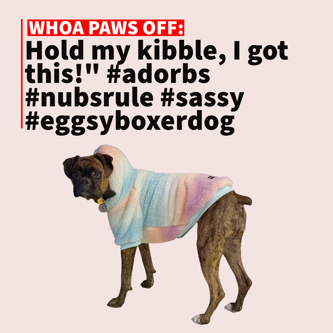 hold my kibble, i got this! #adorbs #nubsrule #eggsyboxerdog #sassy